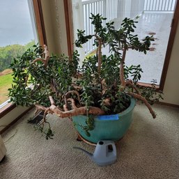 R2 Huge, Over Flowing Jade Plant In 20 Inch Diameter Pot On Wheels With Watering Can