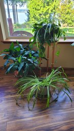 R4 Assorted Plants Including Peace Lily, Spider Plants And One Unknown