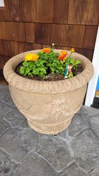 R00 Large Resin Planter With 3 Ranunculus