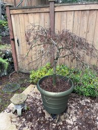 Possibly A Japanese Lace Tree  And Decorative Patio Art