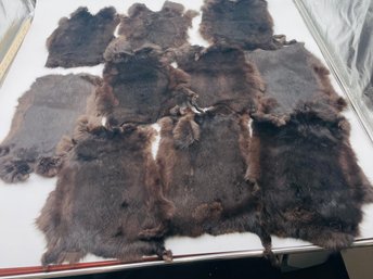 R1 Ten Fur Pelts Of Unknown Fur By Oakland Fur Dyeing Co.