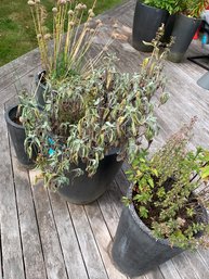 Set Of 4 Outdoor Pots With Plants In Them