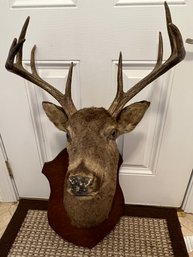 R2 Jimi The  9-point Buck From West Virginia. Mounted In The 1950s.  As Reported By Owner