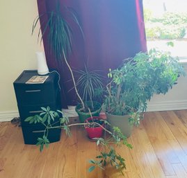 R2 Three Houseplants, A Small Storage Unit, Simplisafe