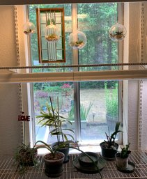 4 Air Plants In Hanging Plastic Containers, 5 Plants, Plant Trays