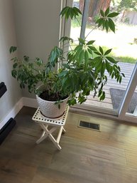 R5 House Plant With Plant Stand