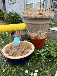 Four Planters, Two Plastic Two Pottery