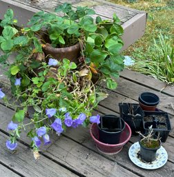 R00 Strawberry Planter With Large Unidentified Plant And Various Small Planters With Some Plants And Soil