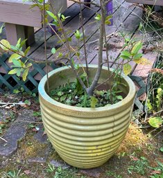 R00 Large Pot With Unidentified Plant, Heavy!!!