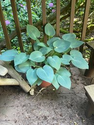 Four Potted Plants