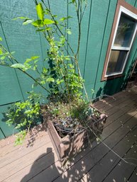 Potted Plant On Wheels