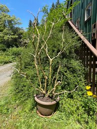 Large Potted Plant With Branches