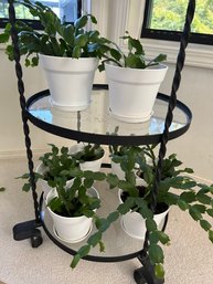 R3 Eight Planter Pots With Christmas Cactus Lot Two Of Two