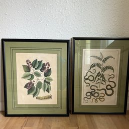 2 Vintage Nature Prints Framed- Viper And Pepper Tree And Pigeon Plum And Caterpillar