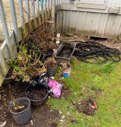 RM00 Garden Lot To Include Various Plants, Planters, Orchid Mix And A Hose With A Second Nozzle