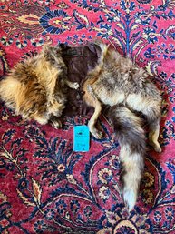 Fox Fur Stole From E Branden Furrier And Taxidermist Seattle