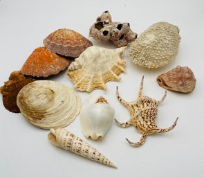 R2 Collection Of Various Medium/large Seashells