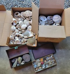 R0 Selection Of Shells And Rocks In Various Sizes