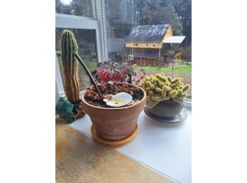 R8 Assortment Of Indoor Potted Plants And Cactus