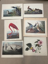 7 Beautiful Bird Prints Unframed