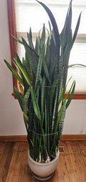 Very Large Snake Plant