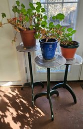 Three Plants On Top Of Three Pedestals Tables