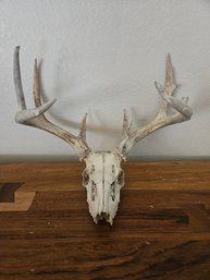White Tail Deer Skull