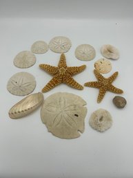 Assortment Of Sand Dollars And Starfish