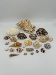 Variety Of Beautiful Seashells Large And Small In A Seashell Themed Box