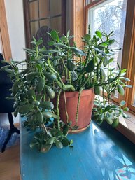 Jade Plant And Huernia Schneideriana