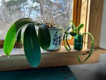 Orchid And Propagating Jade Plants And Huernia Schneideriana