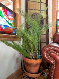 Large Asparagus Fern Plant With Bird Cage Shaped Plant Support