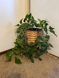 Devils Ivy Pothos Plant With Chair Plant Stand
