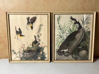 Audubon Yellow Breasted Chat And Canada Goose Framed Prints