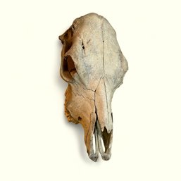 Real Cow Skull From Texas