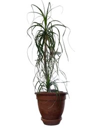 Ponytail Palm Tree 4 1/2ft Tall