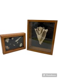 Seashells Mounted And Framed In Shadow Boxes