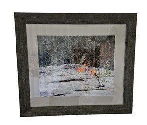 Framed Professional Photo Of Flower Growing On Rock