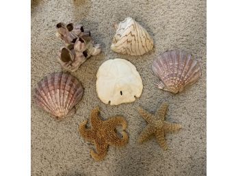 Starfish, Sand Dollar, Shells, And Barnacle