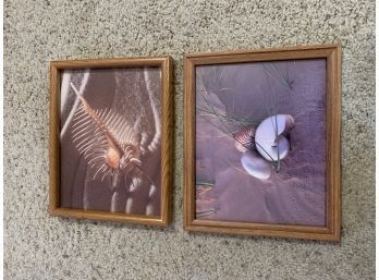 Beachy Shells Wall Art