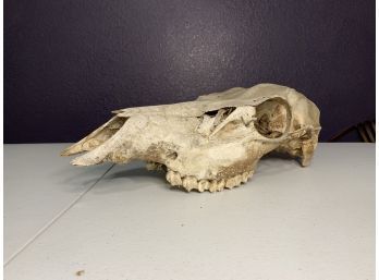 Large Animal Skull Elk?