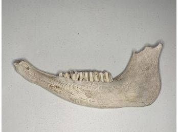 Large Animal Jaw Bone With Teeth