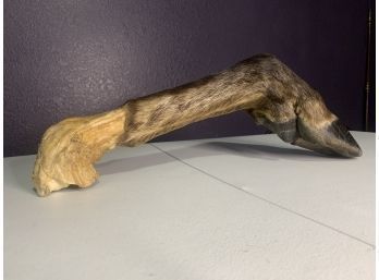 Vintage Large Prize Colorado MOOSE Elk Taxidermy Lower Leg With Hoof Curiosity Oddity Man Cave Collection