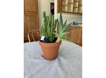 Live Plants - Cactus And Haworthia