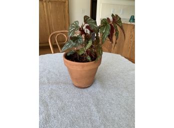 Live Plant -smaller Begonia?