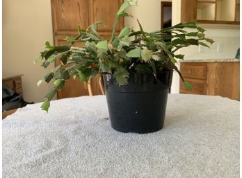 Thanksgiving Cactus - Live Plant