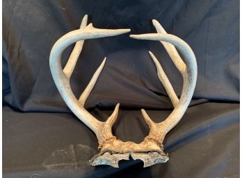 8 Point Deer Antlers With Skull Plate