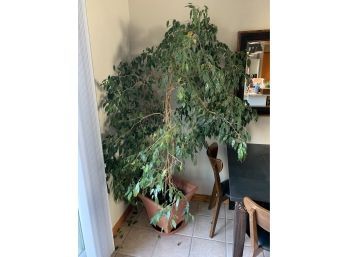 Large Potted Plant / Tree