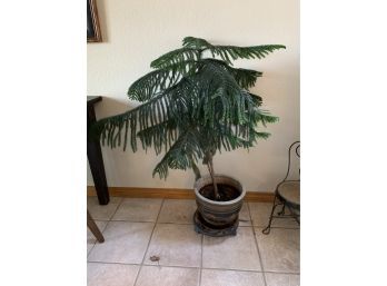 Norfolk Island Pine? Plant