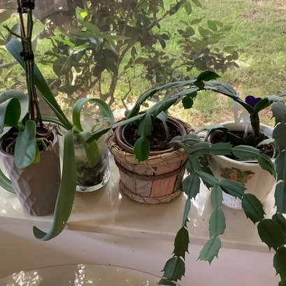 2 Orchids And 2 Christmas Cactus